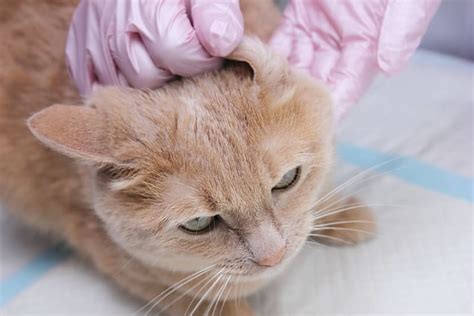 Ear Mites in Cats: Causes, Treatment, & Prevention | Franklin vets
