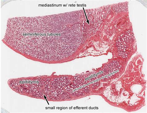 Male Reproductive System | histology