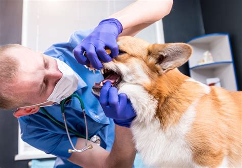 A Pet Owners Guide to Mouth Cancer in Dogs: Causes, Symptoms, and ...