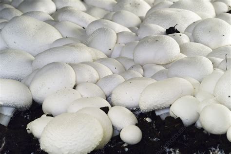 Mushroom cultivation - Stock Image - B250/1853 - Science Photo Library