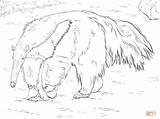Anteater Coloring Page At GetDrawings  Free Download sketch template