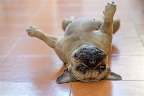 8,000+ Sleeping Bulldog Stock Photos, Pictures & Royalty-Free Images - iStock