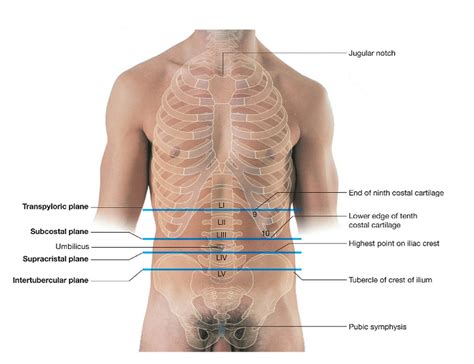 Planes... e.g Supracristal plane... Transpyloric plane seprates hypochondrium from lumbar region ...