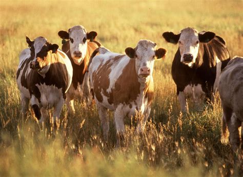 Free picture: cattle