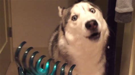 Funniest Husky Videos ???? ???? Funny And Cute Dog Videos Compilation! – HousePetsCare.com