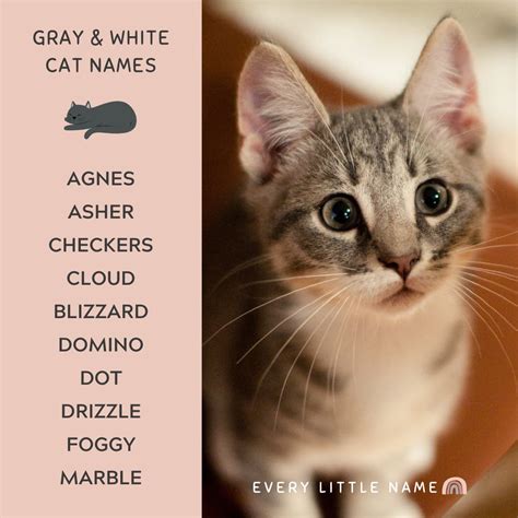 320+ Gray Cat Names (Funny and Purr-fectly Adorable) - Every Little Name