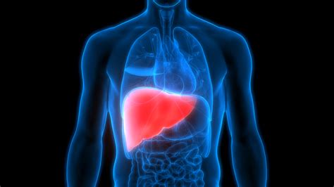 Fatty liver disease: What it is and what to do about it - Harvard Health