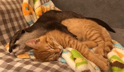 Baby Otter Cuddles With Her Kitten Friend Every Night So She Can Sleep ...