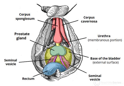 The Prostate Gland - Structure - Vasculature - Lymph - TeachMeAnatomy