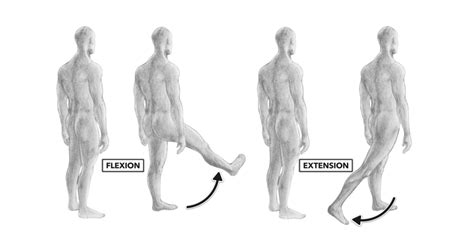 CrossFit | Movement about Joints, Part 5: The Hip