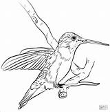 Hummingbird Coloring Pages  ColoringBay sketch template