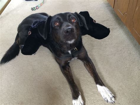 Skye's three-headed dog Halloween costume (Cerberus, or "Fluffy" from ...