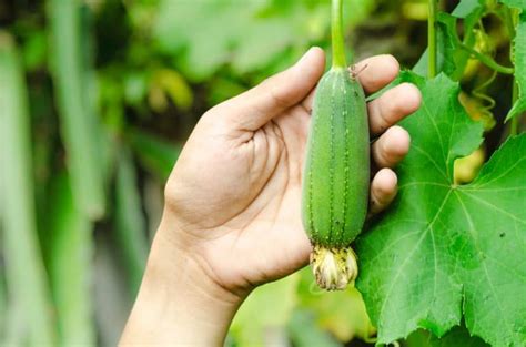 How to Plant Loofah(Luffa) Sponge in Your Garden