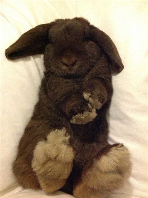 27 Bunnies That Will Cure Any Case of the Mondays | The Dog People by Rover.com