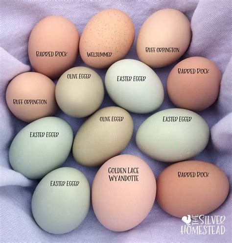 Chicken Egg Colors by Breed - Silver Homestead | Chicken egg colors, Fancy chickens, Chicken eggs