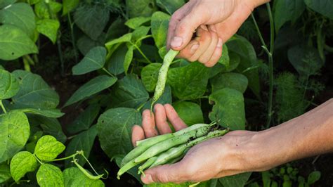 5 Things To Do For A Massive Harvest of Beans