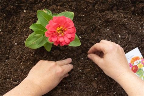 A Detailed Guide On How To Plant Zinnia Seeds