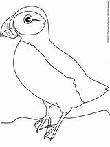 Puffin Coloring Pages Sketch Coloring Page sketch template