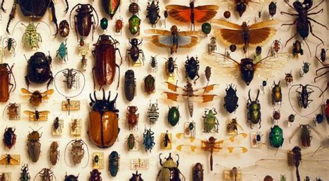 BMC Series blog Collecting for the conservation of endangered insect species – smartphones vs ...