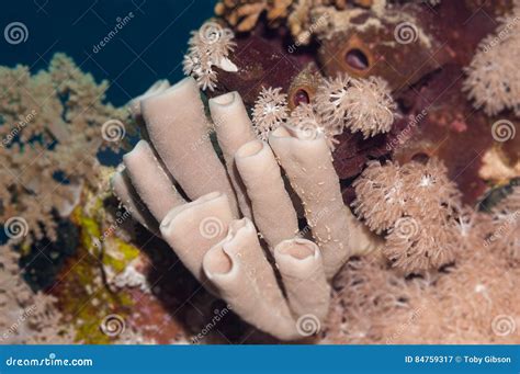 Live sponge underwater stock image. Image of biology - 84759317