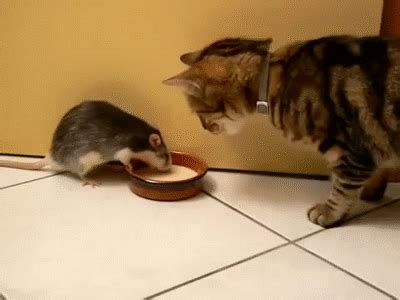 Tom Jerry GIF - Find & Share on GIPHY