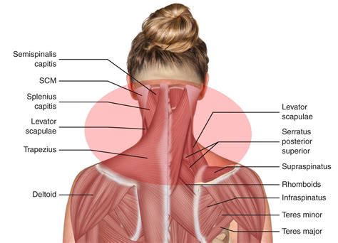 Neck And Shoulder Anatomy