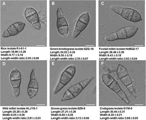 Analysis of Pyricularia oryzae and P. grisea from Different Hosts Based on Multilocus Phylogeny ...