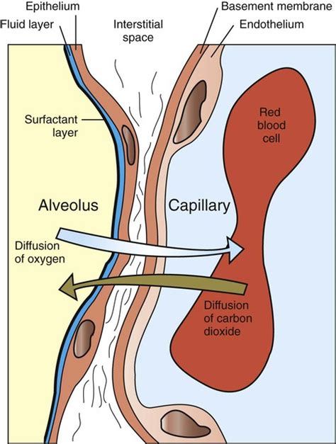 [DIAGRAM] Diagram Of Diffusion The Lungs - MYDIAGRAM.ONLINE