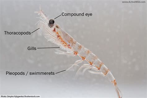 Antarctic Krill Facts, Pictures & Info: Discover An Antarctic Crustacean