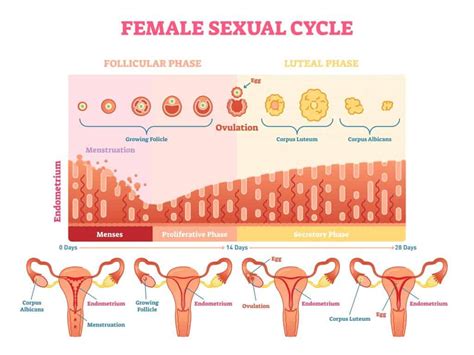 Peak Ovulation Day [How to Maximize Your Fertility] - Postpartum Trainer, MD