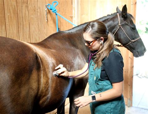 Veterinarians in short supply, leaving Missouri clinics, farms ...