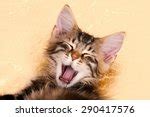 Crazy Cat Smile Free Stock Photo - Public Domain Pictures