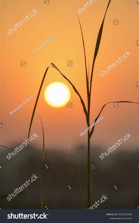 Sunset Fields Punjab Pakistan Stock Photo 2032102856 | Shutterstock