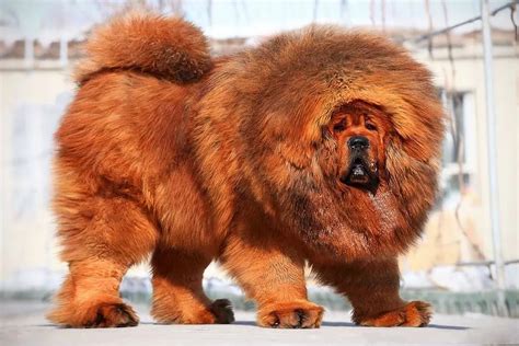 How Big Does Tibetan Mastiff Get