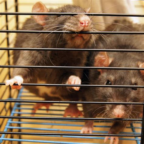 Laboratory rats in the cage — Stock Photo © melekkalyoncu #135027170