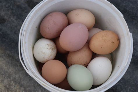 18 Popular Types of Chickens That Lay Colored Eggs