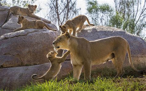 Lion Cub HD wallpaper | animals | Wallpaper Better