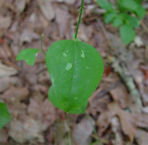 Genus: Smilax (greenbrier): Go Botany