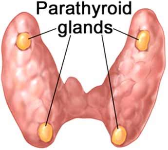 Parathyroid Gland Diagram