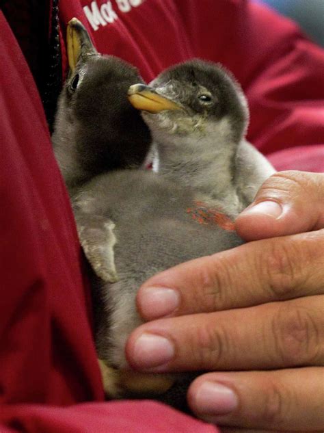 Gentoo penguin chicks born at Moody Gardens