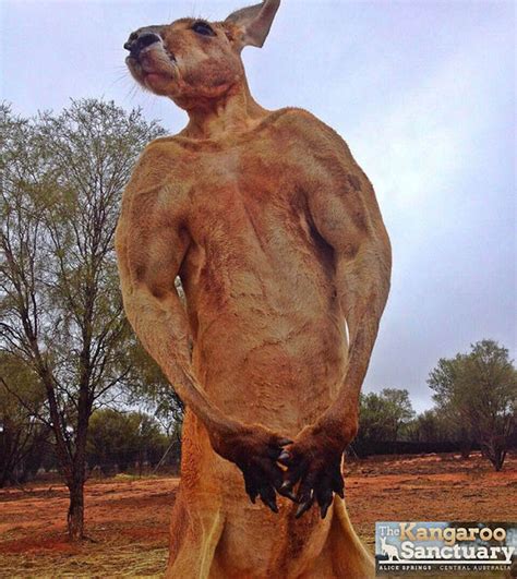 Meet the hench 14st kickboxing kangaroo with more muscles than most MEN | Nature | News ...