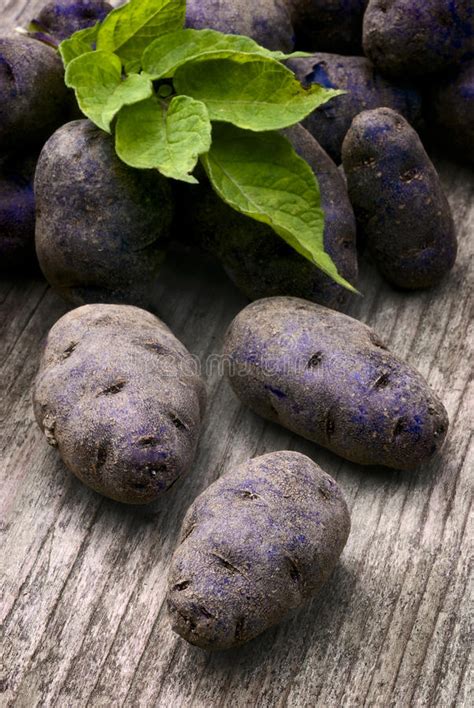 Vitelotte Blue-violet Potato (Solanum Ã— Ajanhuiri Vitelotte Noir) Stock Photo - Image of ...