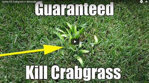 Kill Crabgrass in Bermuda Lawn