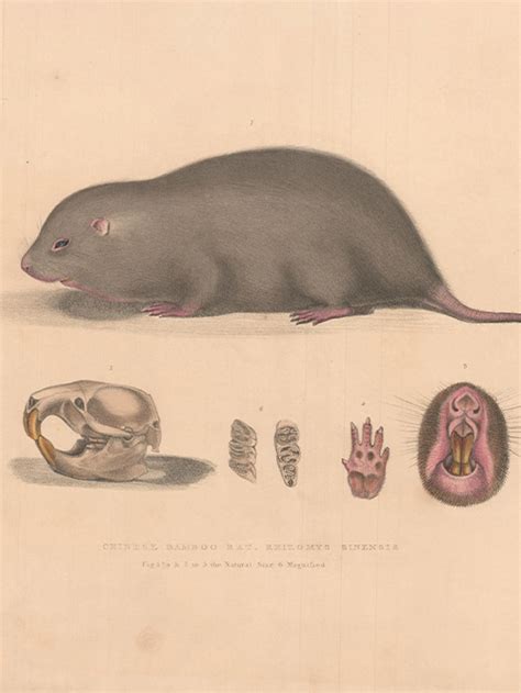 Explore John Edward Gray's Rare 'Illustrations of Indian Zoology ...