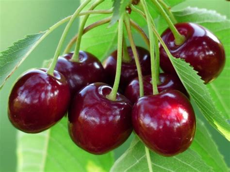 Growing Dwarf Cherry Trees - In Pots, Farming, Care | Agri Farming