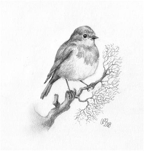 Bildergebnis für roodborstje tekenen Tierzeichnung | Animal drawings ...