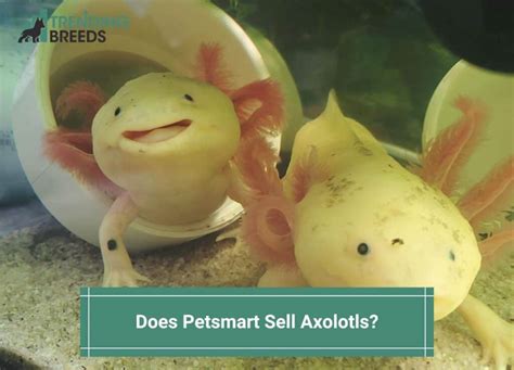 Does PetSmart Sell Axolotls? How Much Does it Cost? (2024)