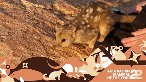 Northern quoll: a ferocious predator with a peculiar breeding strategy ...