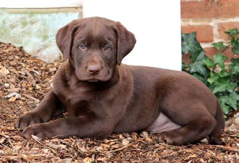 How Much Are Labrador Puppies For Sale