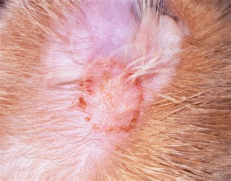 Top 161 + Fungal infections in animals - Lestwinsonline.com